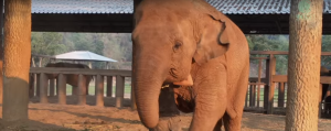 Este elefante solo se duerme cuando su cuidadora le canta una canción de cuna