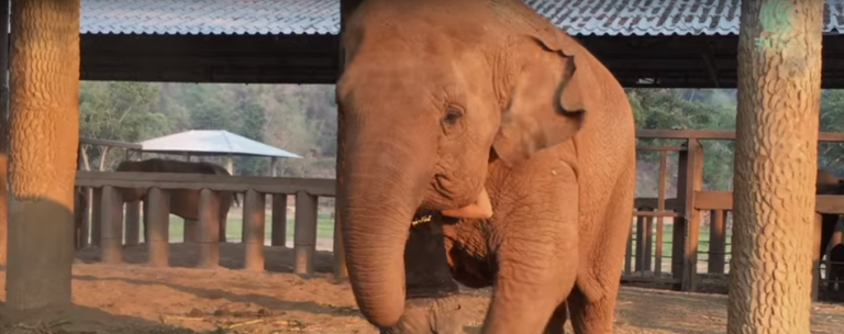 Este elefante solo se duerme cuando su cuidadora le canta una canción de cuna