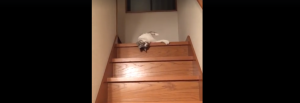 Este gatito baja la escalera de la forma más tierna y divertida