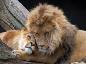 Indignación en redes sociales por lo ocurrido en el Zoológico Metropolitano