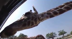 ¡Susto y risas! Mira lo que hicieron estas jirafas para quitarle la comida a turistas