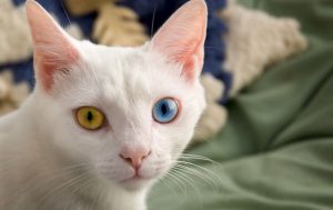¿Los gatos son extraterrestres?
