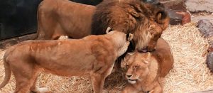 Leones Zoológico Metropolitano: La triste historia del joven que ingresó a la jaula