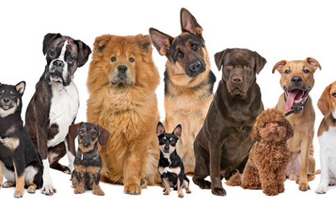 ¡Sonríe y posa! Este perro es el rey de las selfies