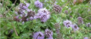 Dato Saludable: Los beneficios del poleo