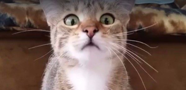 La tierna y divertida reacción de un gatito al ver una película de terror