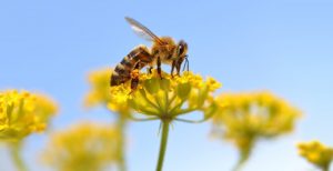 Mejora tu salud gracias a la apiterapia