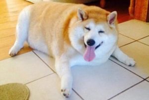 Conoce a los más tiernos y graciosos animales que la rompen en Instagram