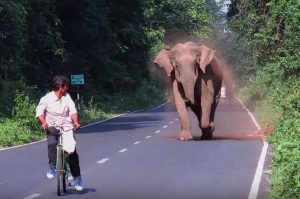 Un tierno elefante tuvo una razón muy importante para detener el tránsito