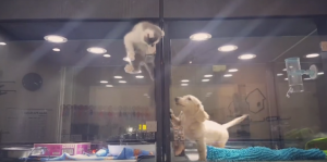 ¡Inteligente y rápido! Mira cómo este gatito se escapa de su jaula para jugar con un cachorro