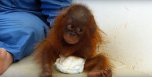 ¡Aww! Esta bebé orangután fue adoptada y sufre por estar lejos de su mamá