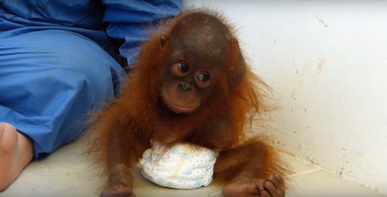 ¡Aww! Esta bebé orangután fue adoptada y sufre por estar lejos de su mamá