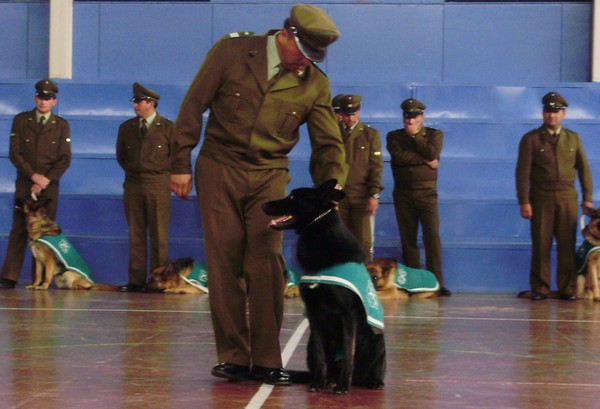Mira el noble gesto que tuvo Carabineros de Chile con un perrito