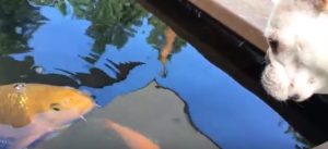 La amistad entre un perro y un pez causa ternura en redes sociales