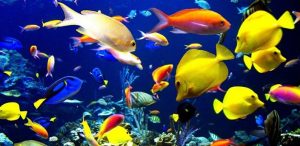 ¡Qué bien! Ya inauguraron en Chile el primer acuario interactivo