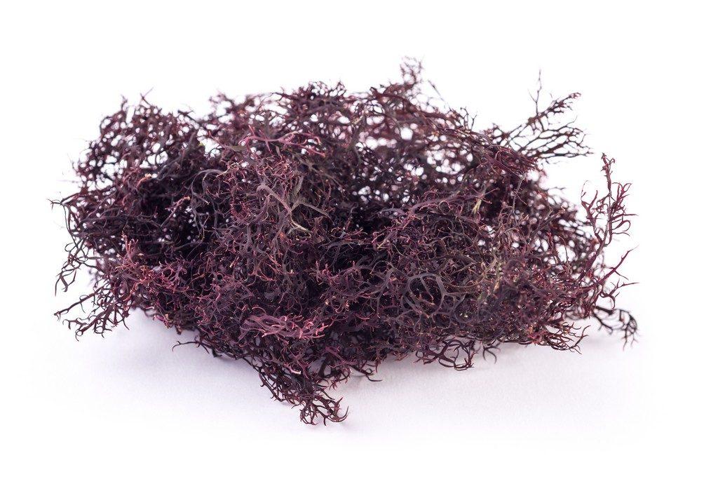 Carola algas chicoria del mar