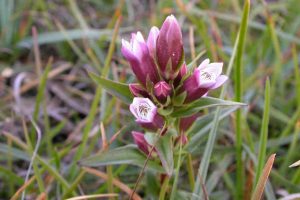 Reduce grasas y el colesterol con el hercampuri