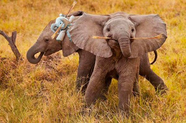 Peluche elefante viajero 5