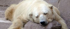 ¡Qué pena! Murió Arturo, el oso polar más triste del mundo que vivía en el zoológico de Mendoza
