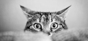 En defensa de los gatos