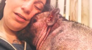 ¡Morimos de amor! Este cerdito es ciego y solo es feliz con la canción que le canta su dueña