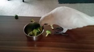 Esta cacatúa odia el brócoli y causa furor en redes sociales con su reacción