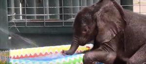 ¡Qué ternura! Este elefante bebé disfrutó mucho su primer baño en una piscina