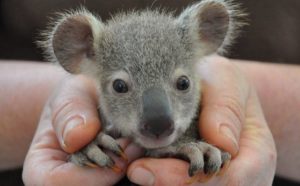 ¡Morimos de ternura! Mira las bellas fotos de animales enanos