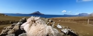 ¿Cómo lo hacen? Este grupo de ovejas graban paisajes en 360 grados