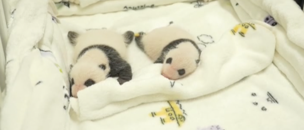 ¡Tienen un mes de vida! Osos panda llenan de ternura redes sociales