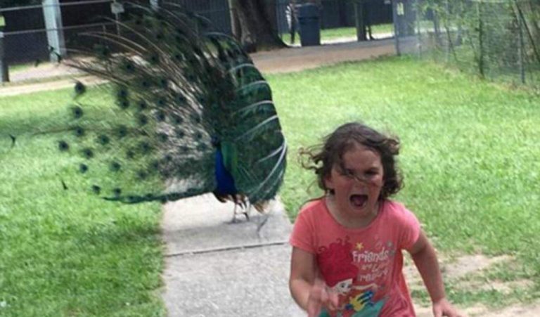 ¡Pobre! Esta niña escapó asustada de un pavo real y su reacción generó miles de memes