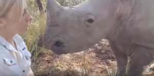 ¡Aww! Este rinoceronte adora dar besos a su cuidadora