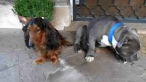 Dos perros arrepentidos se vuelven viral en las redes sociales