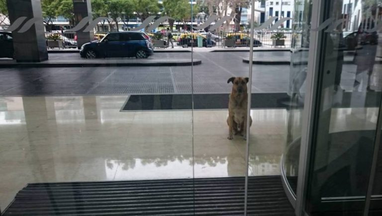 Conoce la historia de la azafata que adoptó un perrito que la esperó seis meses