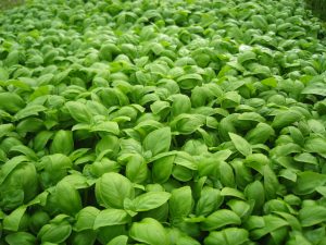 ¡Conoce cómo plantar albahaca en tu propia casa!