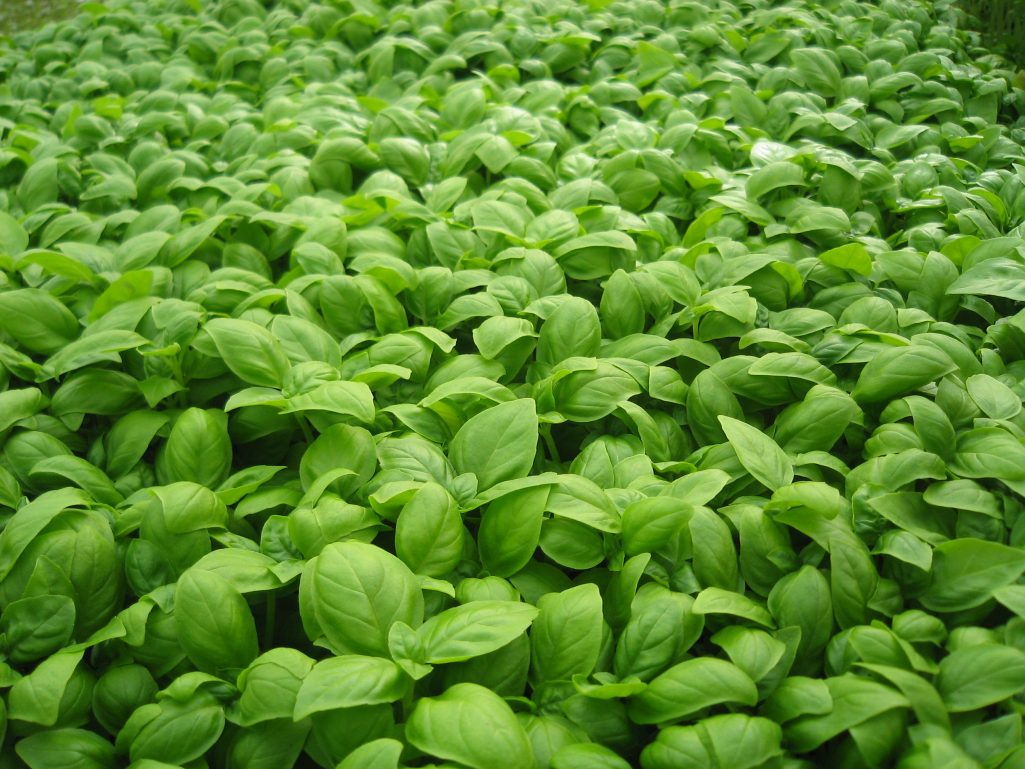 ¡Conoce cómo plantar albahaca en tu propia casa!