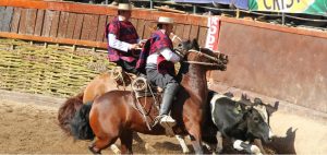 Opinión ¿Estás de acuerdo con la prohibición de los rodeos?