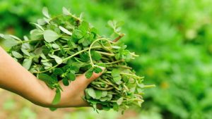 ¿Maleza o verdura? Descubre los beneficios de la verdolaga