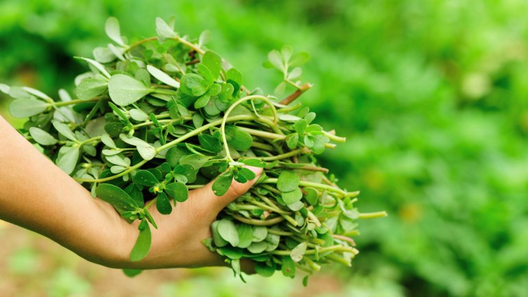 ¿Maleza o verdura? Descubre los beneficios de la verdolaga