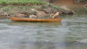 ¡Impresionante! Este perro salva a sus amigos de ser ahogados en el río
