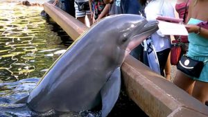 Muere pequeño delfín, de tan solo 9 días, en medio de un show en parque acuático