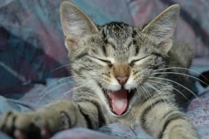 No creerás lo que hace un gato al ver a Donald Trump