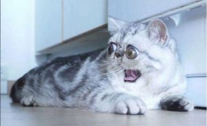 Herman, el gato estrella de las redes sociales