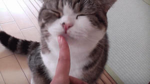 Catnip, la planta alucinógena para gatos