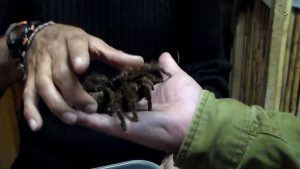 ¿Qué? Este hombre agarra una tarántula con las manos