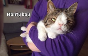 Conoce a Monty, el tierno gato que tiene síndrome de Down