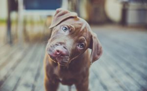 Los perros entienden lo que decimos y cómo lo decimos