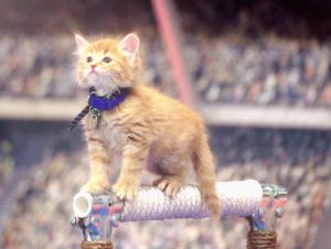 ¿Inscribirías a tu gato? Conoce las Olimpiadas gatunas de verano