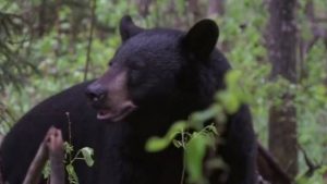 Cazó a un oso con una jabalina y se ganó el repudio del mundo