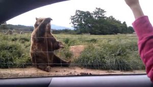El tierno encuentro entre un oso y unos turistas se toma las redes sociales